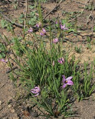 Aristea cantharophila