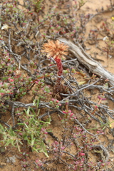 Crassula alpestris