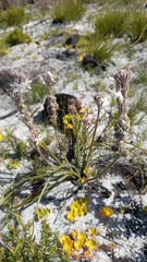 Trachyandra hirsutiflora
