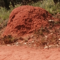 Apis mellifera scutellata