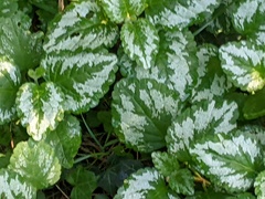 Lamium galeobdolon argentatum