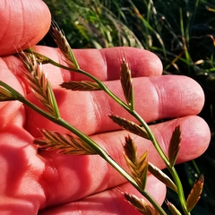 Lolium multiflorum