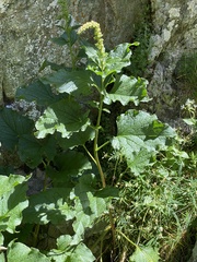 Blitum bonus-henricus