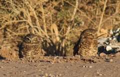 Athene cunicularia hypugaea