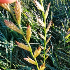 Lolium multiflorum