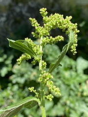 Blitum bonus-henricus