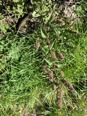 Mentha longifolia