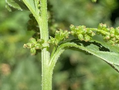 Blitum bonus-henricus