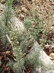 Artemisia alba