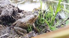 Rana pretiosa