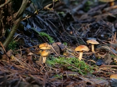 Fungi