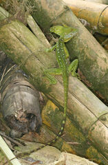 Basiliscus plumifrons