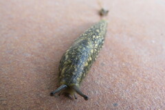 Geomalacus maculosus