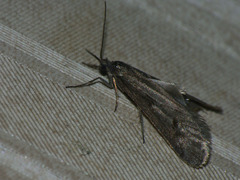 Exapate congelatella