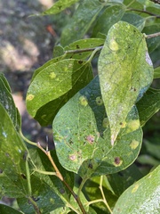 Pachypsylla celtidisasterisca