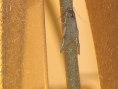 Exapate congelatella