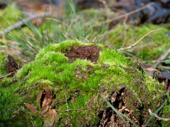 Campylopus introflexus