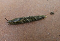 Geomalacus maculosus