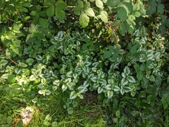 Lamium galeobdolon argentatum
