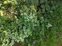 Lamium galeobdolon argentatum