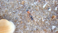Agrothereutina