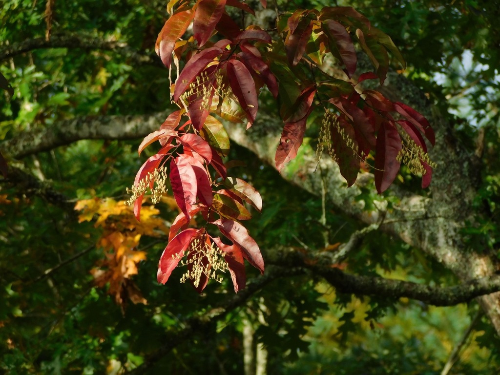 Oxydendrum arboreum, North Carolina, US