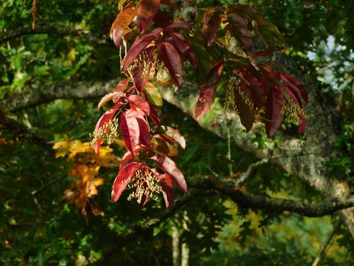 sourwood (Oxydendrum arboreum)