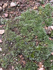 Bryum