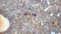 Agrothereutina