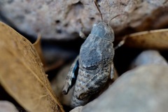 Leprus