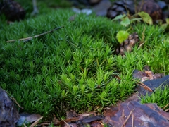 Polytrichum formosum