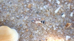 Agrothereutina