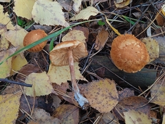 Gymnopilus penetrans