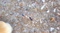 Agrothereutina