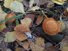 Gymnopilus penetrans