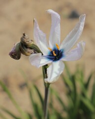 Aristea cantharophila