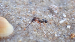 Agrothereutina