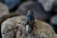Leprus