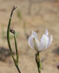 Aristea cantharophila