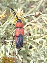 Crossidius coralinus