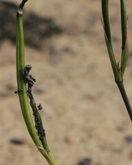 Aristea cantharophila