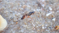 Agrothereutina