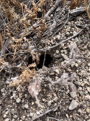 Aphonopelma chalcodes