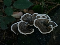 Trametes versicolor