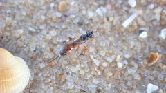 Agrothereutina