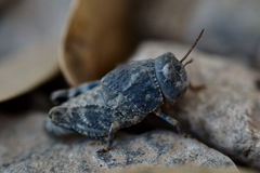Leprus