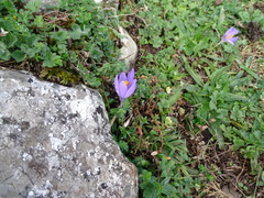 Crocus nudiflorus
