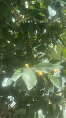 Crataegus mexicana