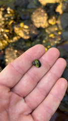 Littorina scutulata