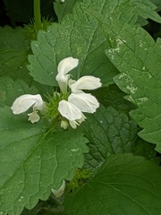 Lamium album